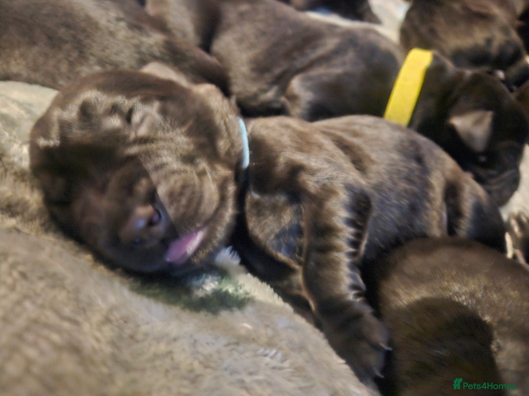 Labrador Retriever dogs for sale: Black labrador puppies - Advert 8