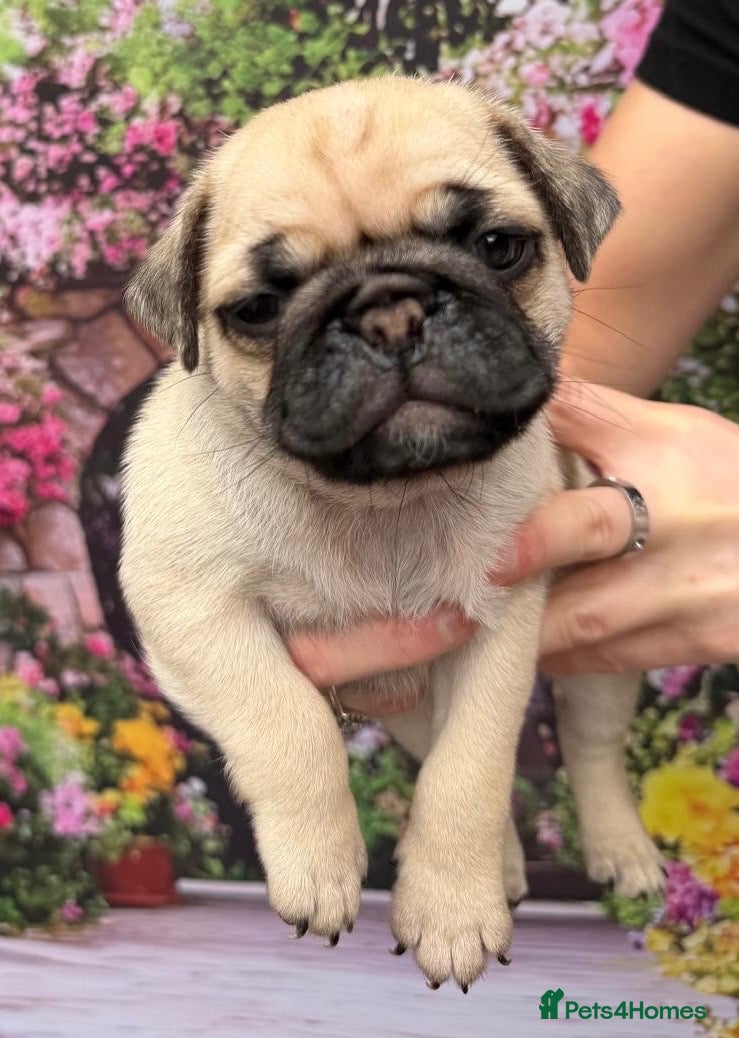 Pug dogs Last puppy left from stunning KC reg Pugs - Advert 3