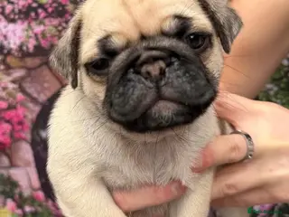 Pug dogs Last puppy left from stunning KC reg Pugs - Advert 3