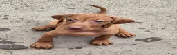 Hungarian Vizsla dogs for sale: Beautiful Hungarian Vizsla Puppies - Advert 7