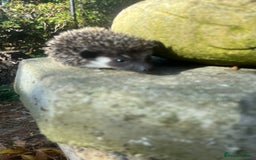 Pygmy Hedgehog rodents for sale: Stunning super friendly hoglets ready now!  - Image 8