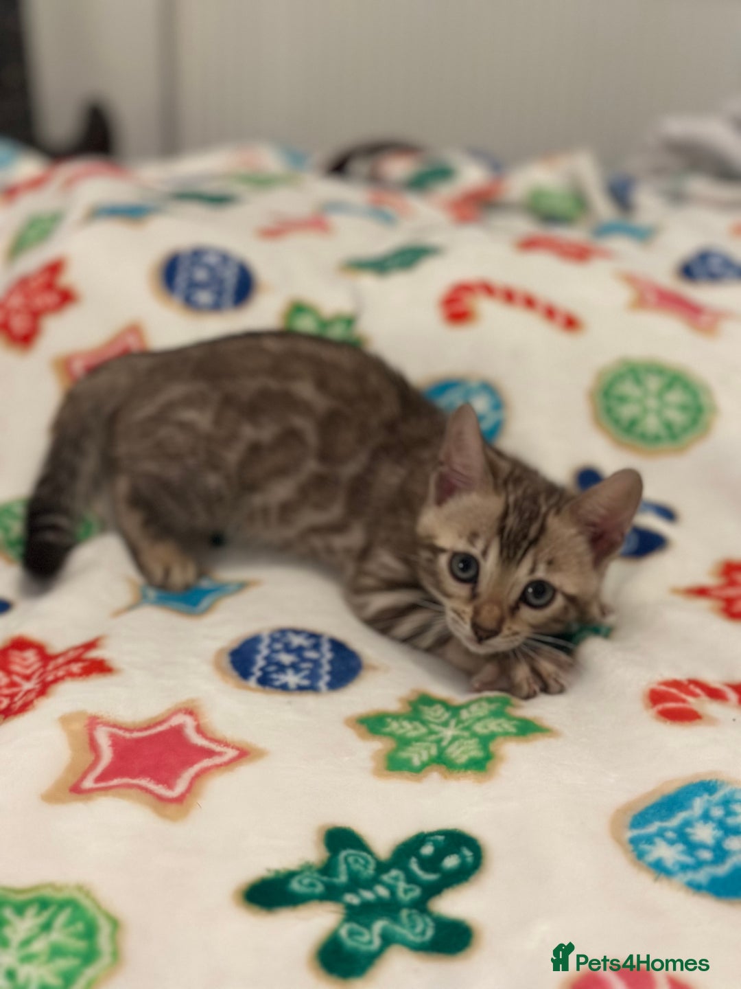 Bengal cats for sale: Beautiful Tica Bengal kittens - Advert 14