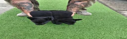 German Shepherd dogs for sale: Fully Health Tested KC Registered Working Line - Advert 13