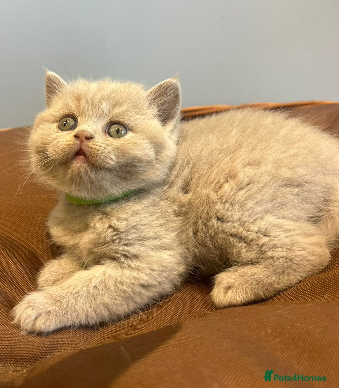 British Shorthair cats for sale: 5 Star - BSH Litter (Two Cinnamon, Fawn & Lilac) - Image 16