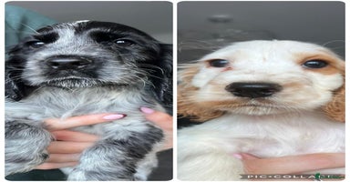 Cocker Spaniel dogs - Advert 15