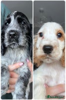 Cocker Spaniel dogs - Advert 15