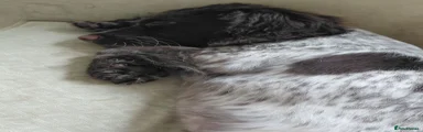 Sprocker 1