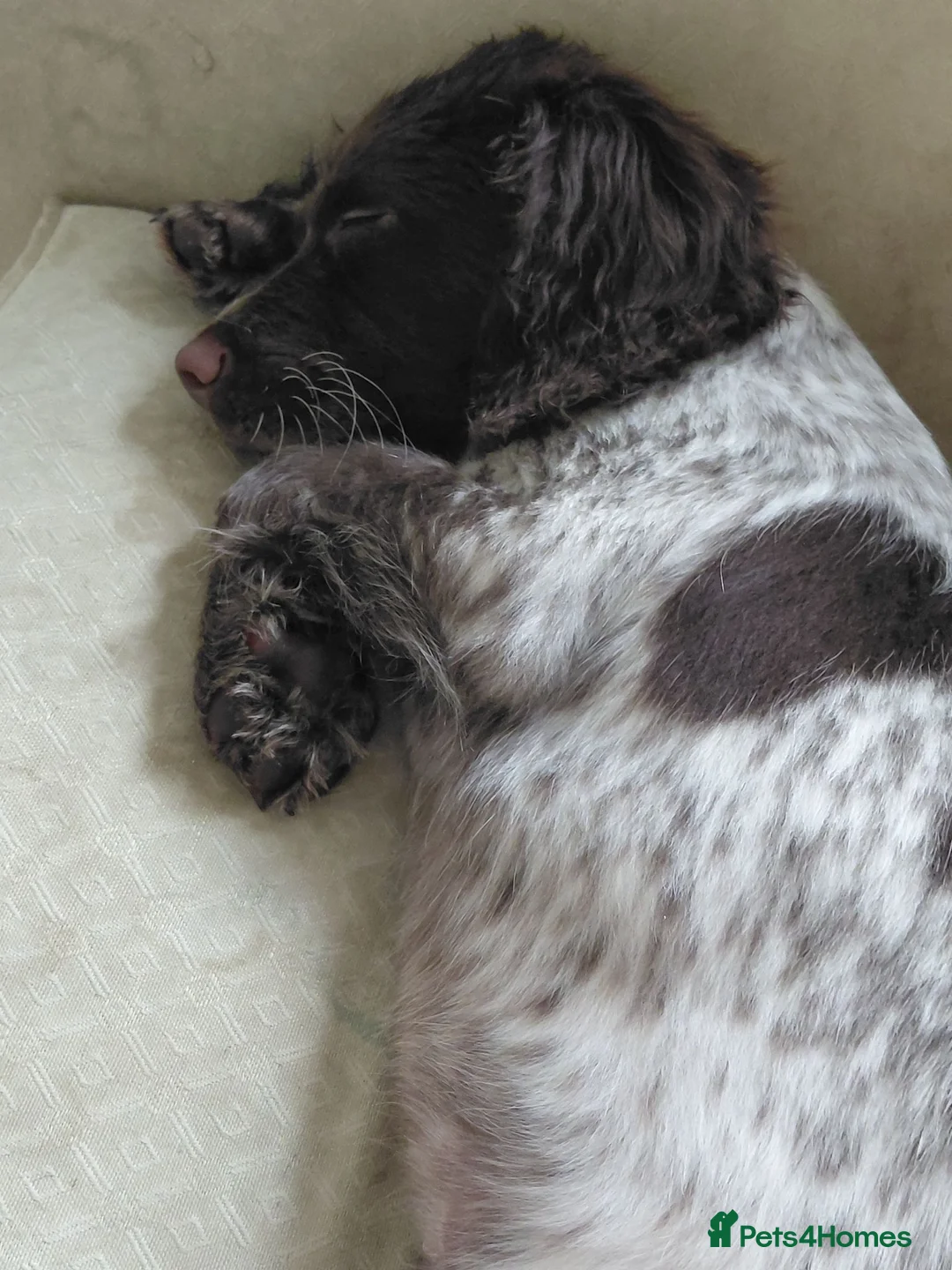 Sprocker dogs for sale: 3 month old pup - Advert 6