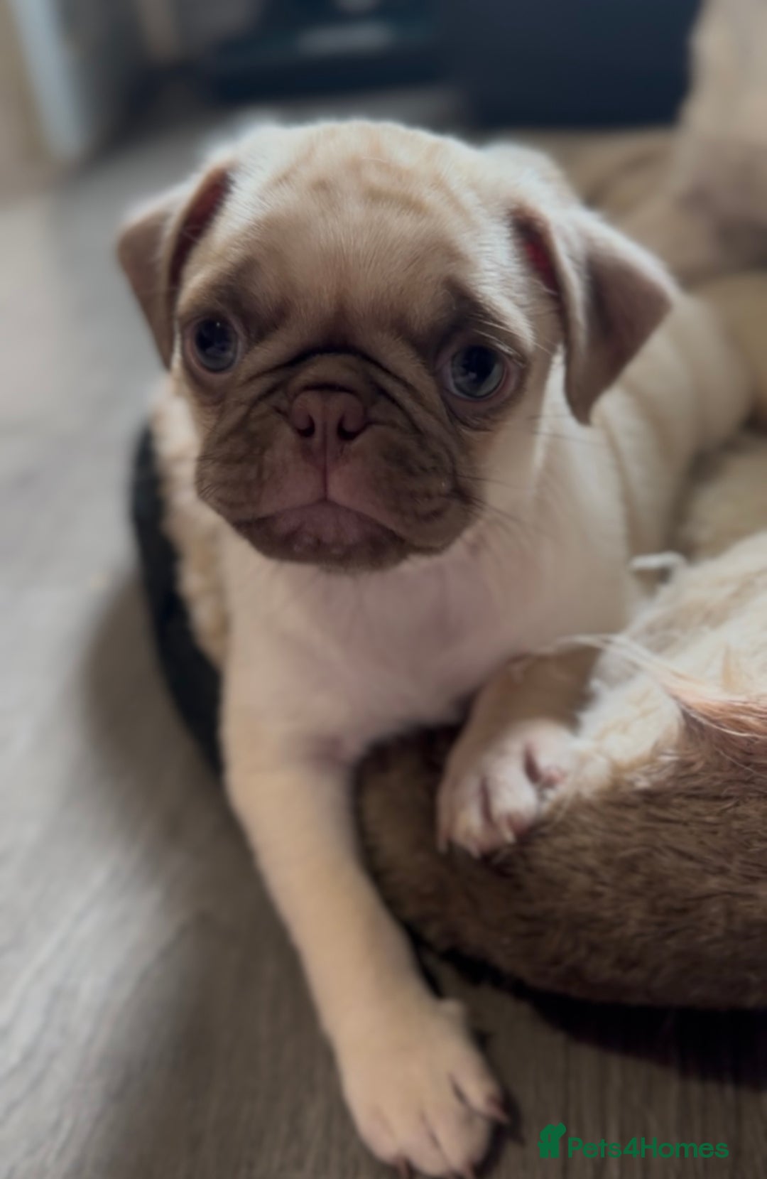 Pug dogs for sale: Beautiful pug pups ready for there forever homes  - Image 8