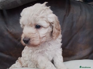 Cockapoo dogs Stunning cockapoo puppies f1b - Advert 13