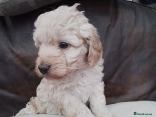 Cockapoo dogs Stunning cockapoo puppies f1b - Advert 12