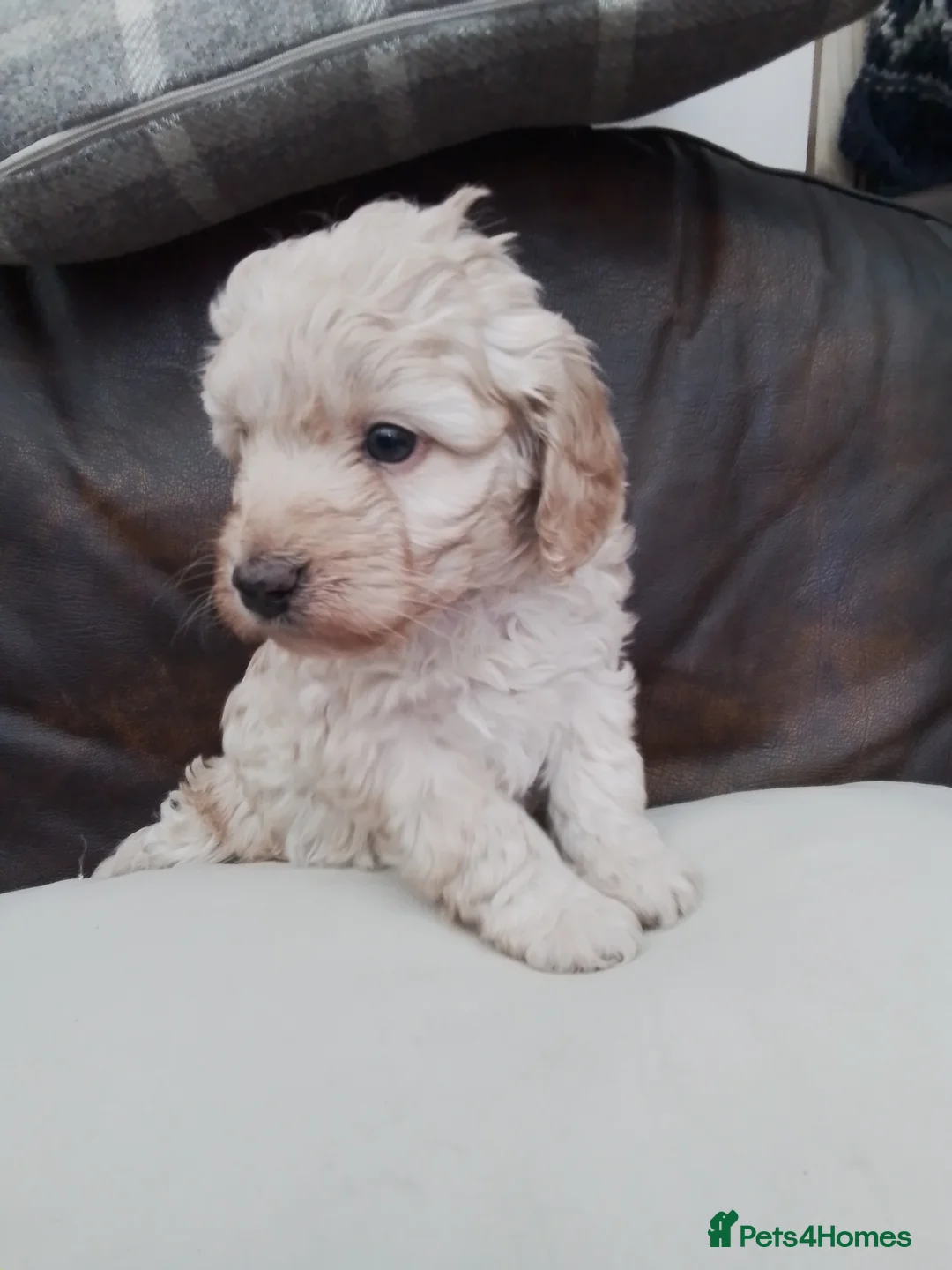 Cockapoo dogs for sale: Stunning cockapoo puppies f1b - Advert 1