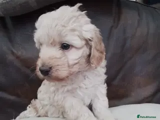 Cockapoo dogs Stunning cockapoo puppies f1b - Advert 7