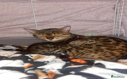 Bengal cats for sale: Beautiful Bengal X Maine coon baby  - Image 1