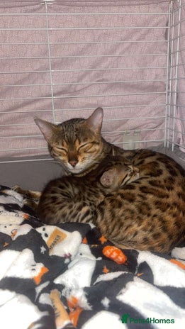 Bengal cats - Advert 1