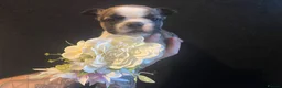 French Bulldog dogs for sale: EXCEPTIONAL LITTER OF FRENCH BULLDOG PUPPIES - Advert 6