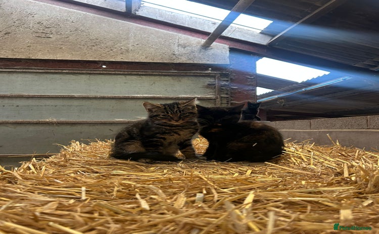 Mixed Breed cats - Advert 18