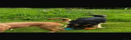 German Shepherd dogs for sale: German Shepherd – 2 Years Old – - Advert 6
