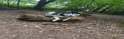 Siberian Husky dogs for sale: Blue the Siberian in Barnet - Advert 5