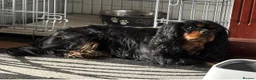Cavalier King Charles Spaniel dogs for sale: Cavalier King Charles Spaniel KC Puppies in Ellesmere Port - Advert 15