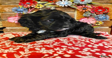 Cavapoo dogs Quality True mini Cavapoo Puppies in Eastleigh - Advert 7