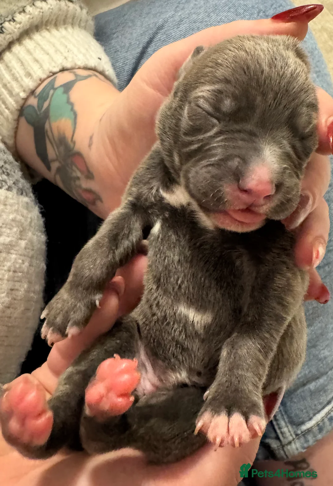 Mixed Breed dogs for sale: 75% Lurcher 25% Cane Corso Puppies - Advert 11