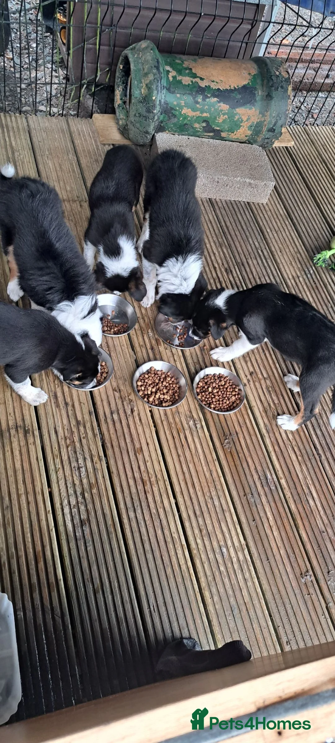 Border Collie dogs for sale: Border Collie Puppies Tri Colour - Advert 1