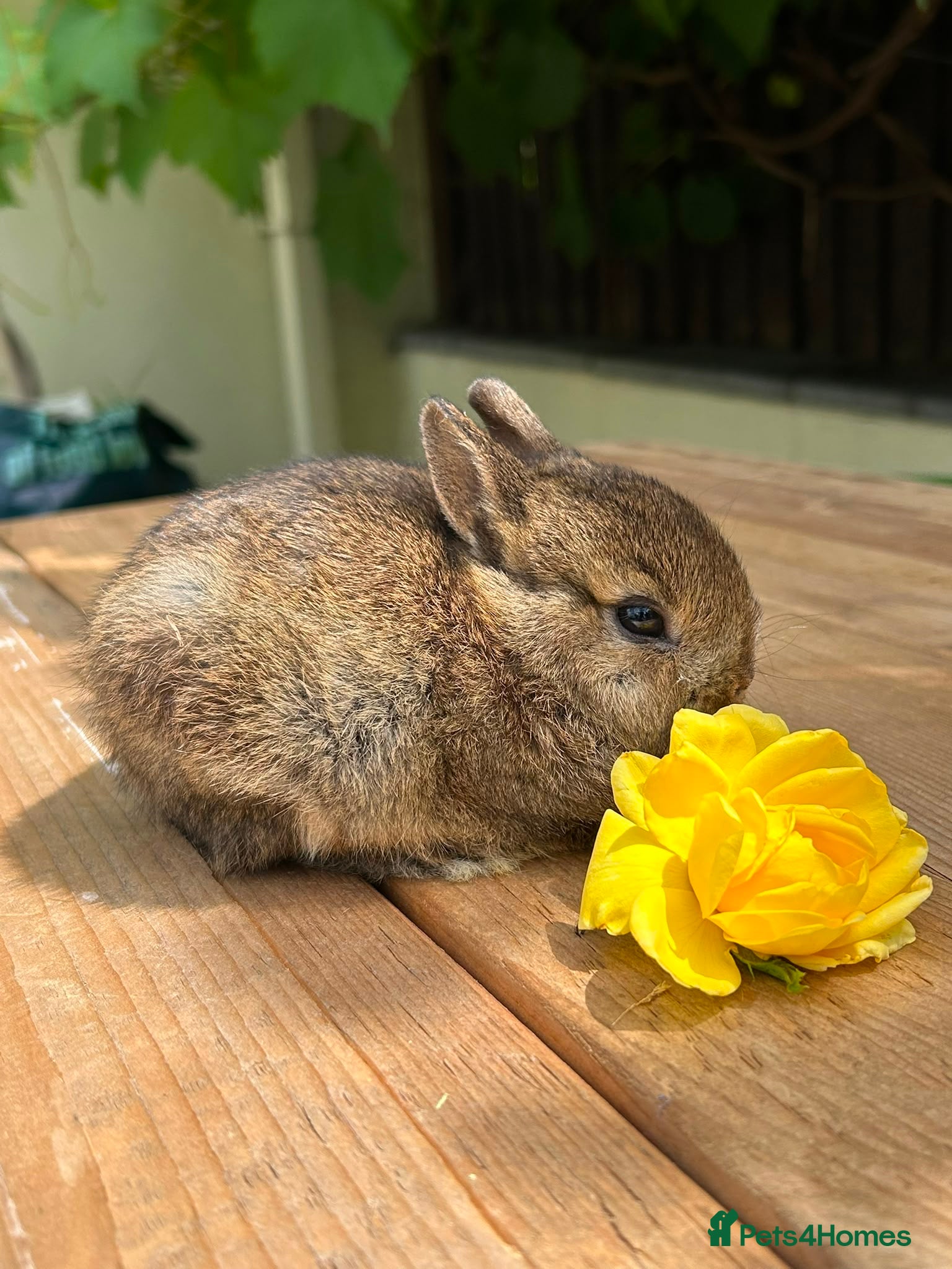 Netherland Dwarf rabbits Lap bunnies Netherland dwarf  - Advert 2