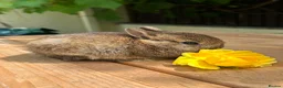 Netherland Dwarf rabbits for sale: Lap bunnies Netherland dwarf  - Advert 2