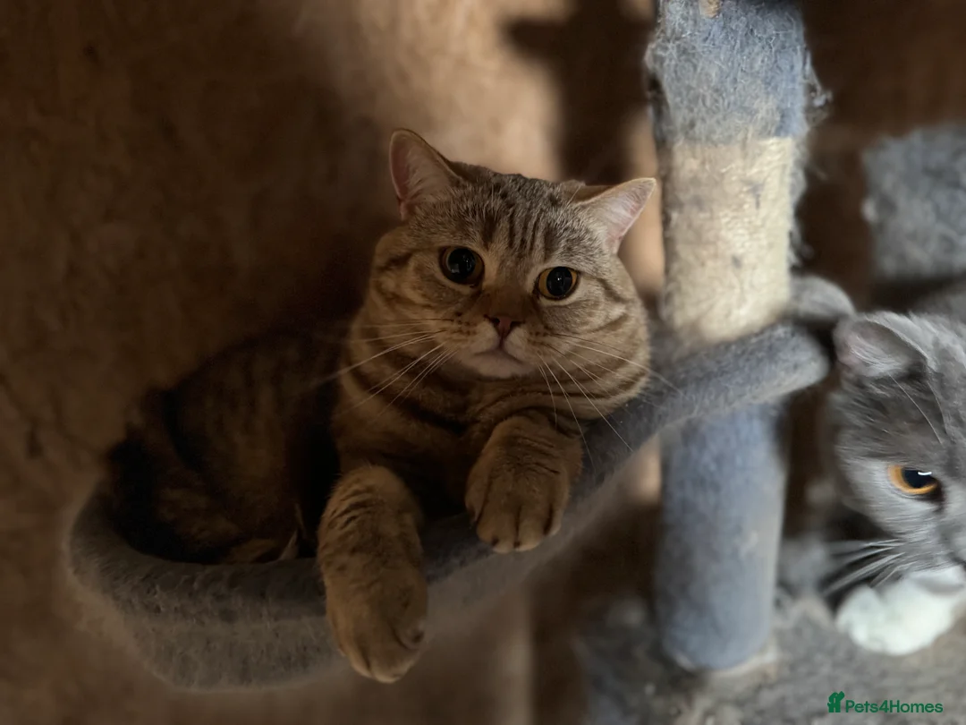 British Shorthair cats for sale: ❤️ Gentle Adult BSH Cats Searching for a Home ❤️ - Advert 5