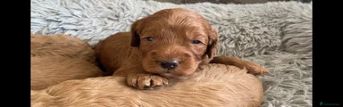 Cockapoo Puppy 4