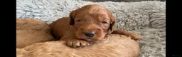 Cockapoo dogs for sale: 5⭐️ Red F1 cockapoo pups. Clear genetics in Cardiff - Advert 5
