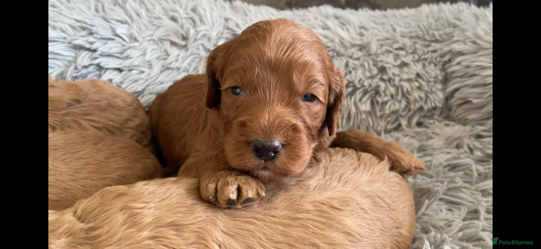 Cockapoo dogs for sale: 5⭐️ Red F1 cockapoo pups. Clear genetics in Cardiff - Advert 5