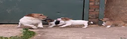 Jack Russell dogs for sale: Jack Russell Puppies - Advert 13