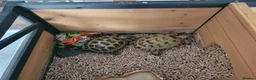 Tortoise reptiles for sale: tortoises & enclosure  in Milton Keynes - Advert 2