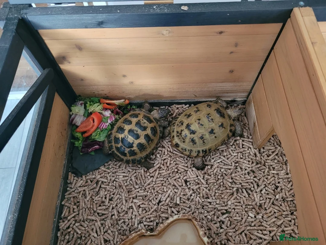 Tortoise reptiles for sale: tortoises & enclosure  in Milton Keynes - Advert 2