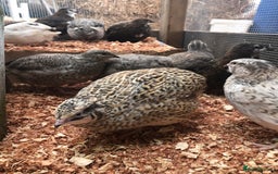 Quail poultry for sale: Jumbo & Celadon (blue egg) Coturnix Quail & eggs - Image 12