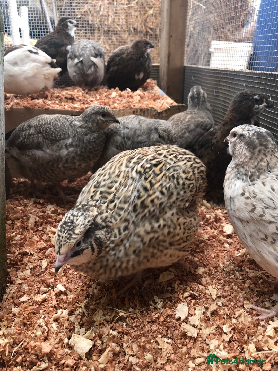 Quail poultry for sale: Jumbo & Celadon (blue egg) Coturnix Quail & eggs - Image 12