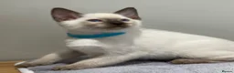 Siamese cats for sale: GCCF Registered Traditional Siamese Kittens.  - Advert 9