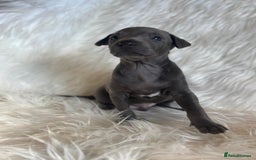 Italian Greyhound dogs for sale: 2 Italian Greyhound Boys  - Image 6