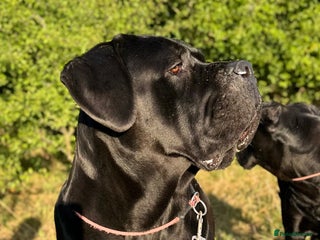 Cane Corso dogs in Stonehouse - Advert 28
