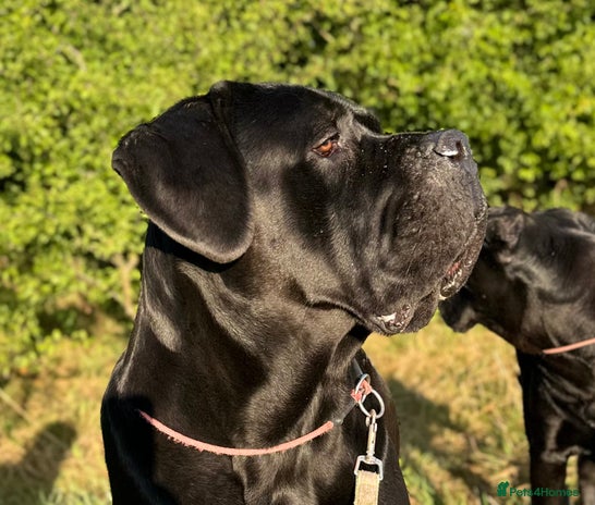Cane Corso dogs in Stonehouse - Advert 1
