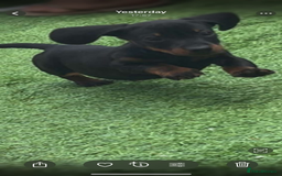 Miniature Dachshund dogs for sale: KC MINI DASCHAUNDS READY NOW  in Bishop Auckland - Image 10