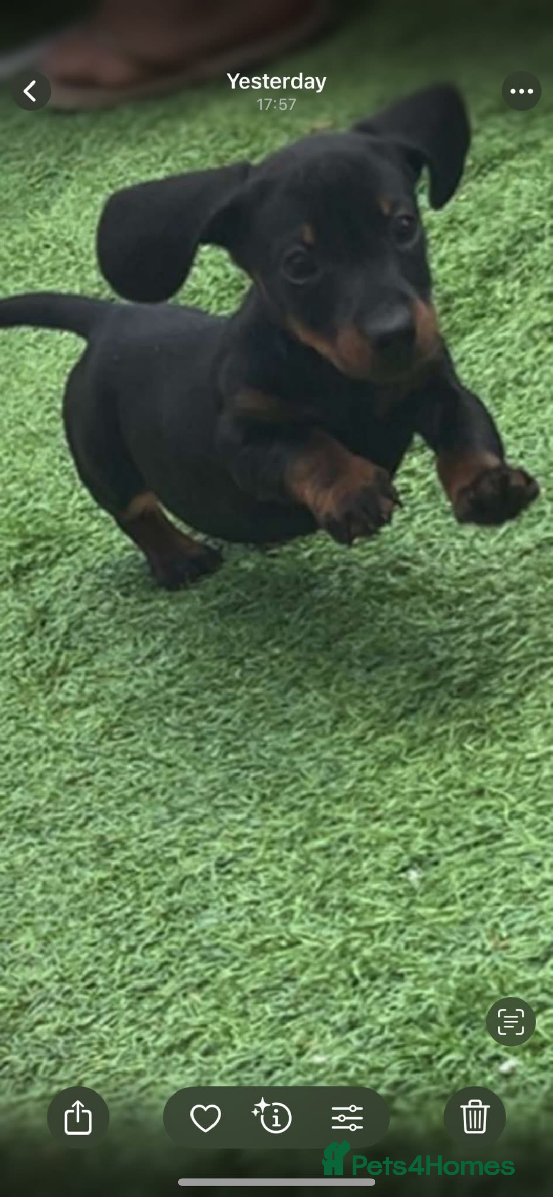 Miniature Dachshund dogs for sale: KC MINI DASCHAUNDS READY NOW  in Bishop Auckland - Image 10