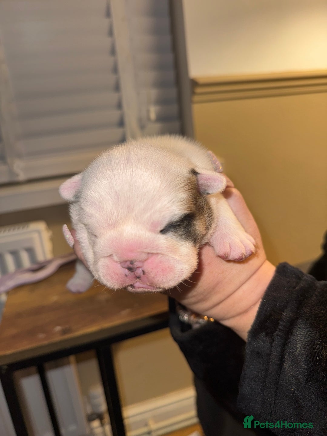 English Bulldog dogs for sale: Stunning English bulldog puppies  - Advert 20