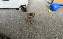 Bengal cats for sale: Russian Blue Bengal Kittens - Image 14