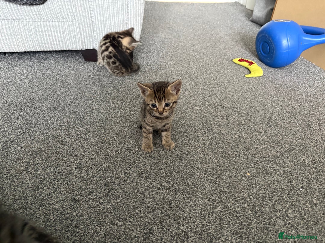 Bengal cats for sale: Russian Blue Bengal Kittens - Image 14