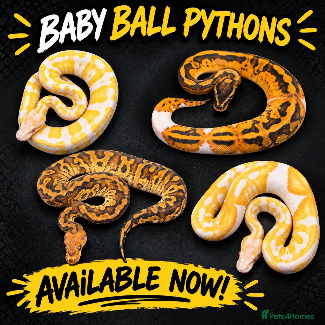 Snake reptiles Hatchling ball/royal pythons  - Advert 1