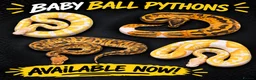 Snake reptiles for sale: Hatchling ball/royal pythons  - Advert 1