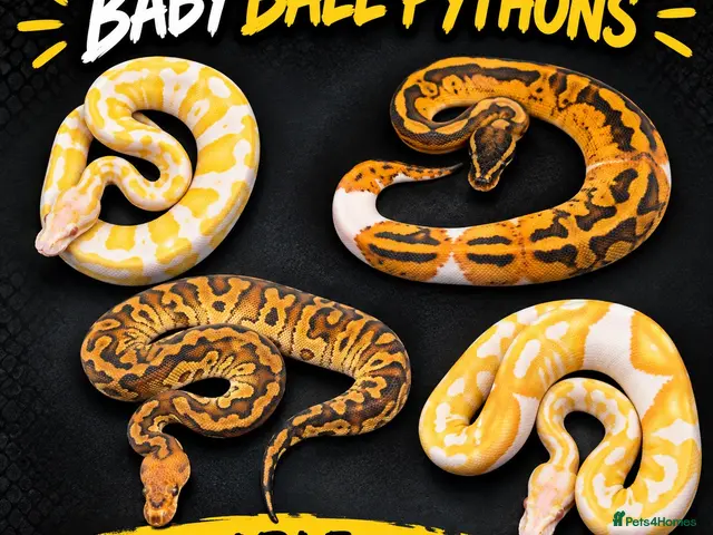 Snake reptiles Hatchling ball/royal pythons - Advert 1